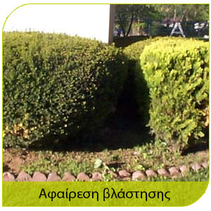 τερμιτών και αφαίρεση βλάστησης 